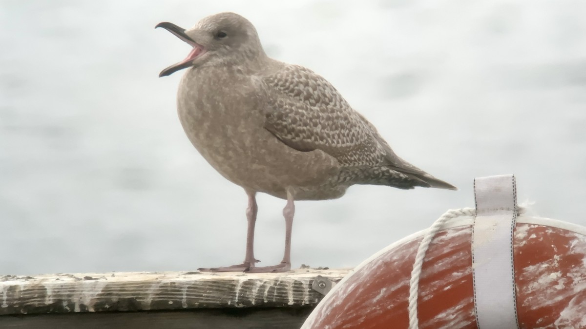 Iceland Gull (Thayer's) - ML625065644