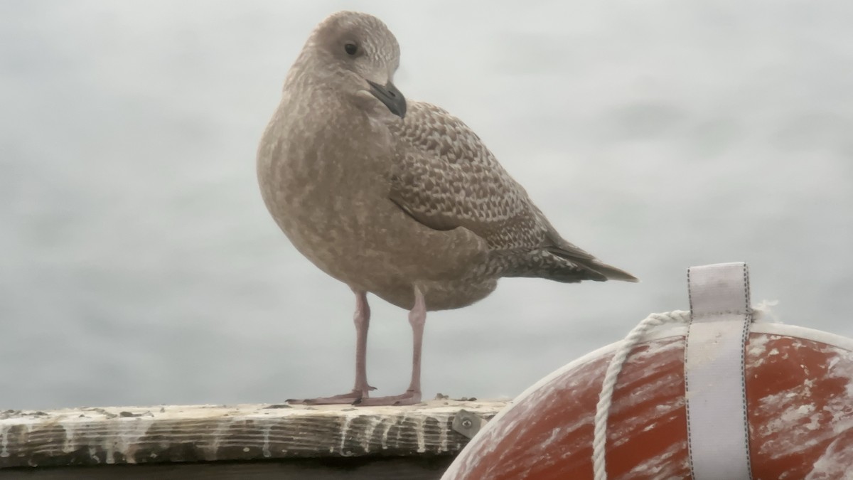 Iceland Gull (Thayer's) - ML625065645