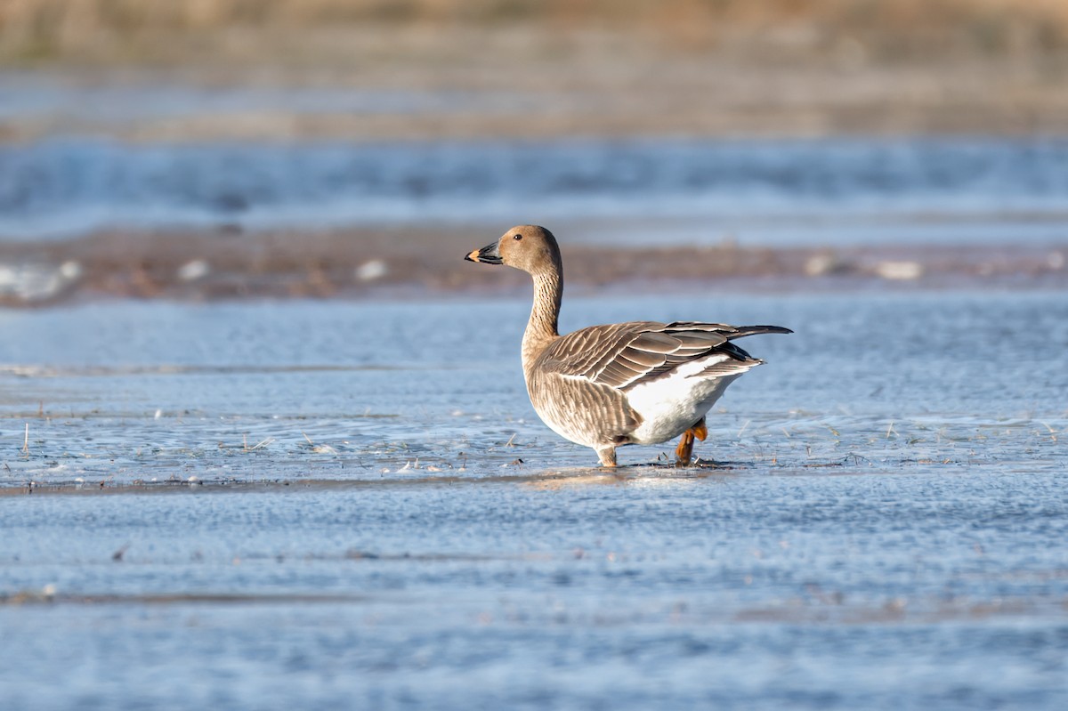 ML625065647 Tundra BeanGoose Macaulay Library