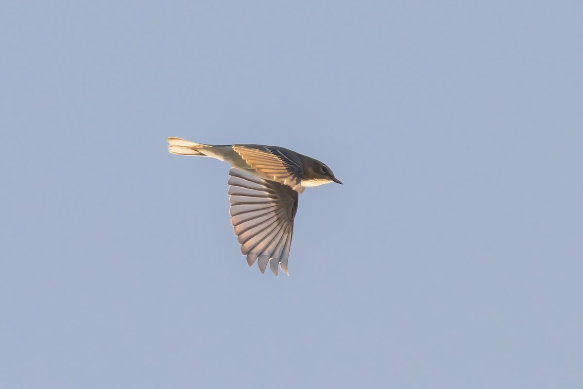 Yellow-rumped Warbler (Myrtle) - ML625065654