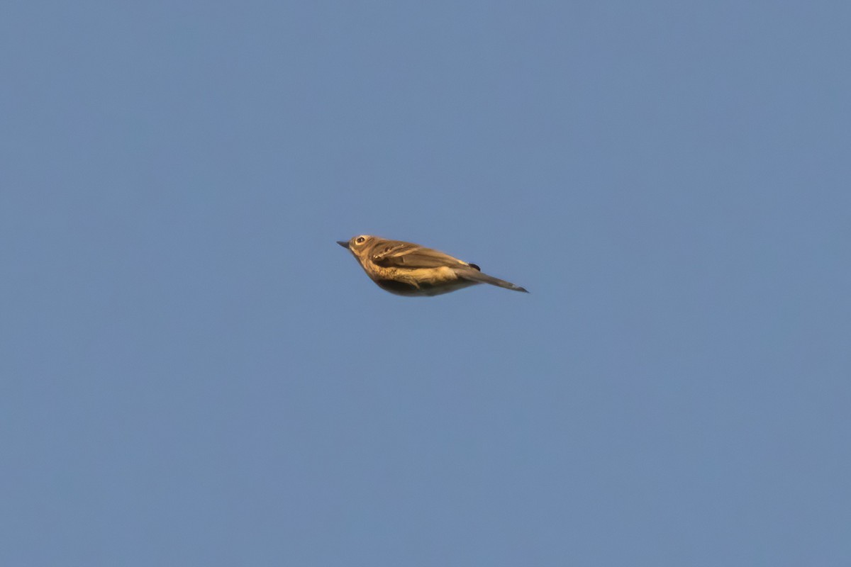 Yellow-rumped Warbler (Myrtle) - Sean Williams