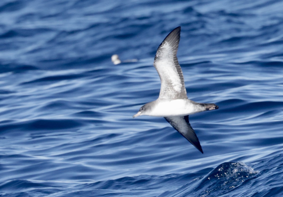 Pink-footed Shearwater - ML625065745