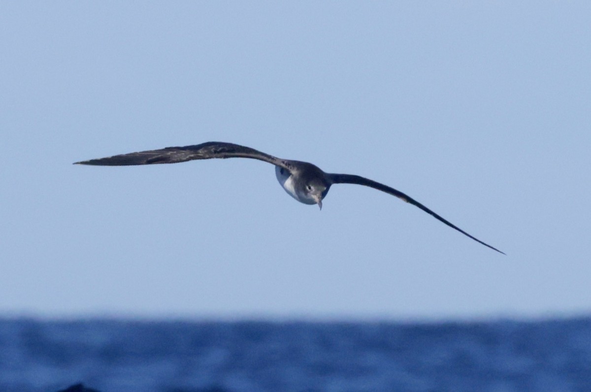 Pink-footed Shearwater - ML625065748