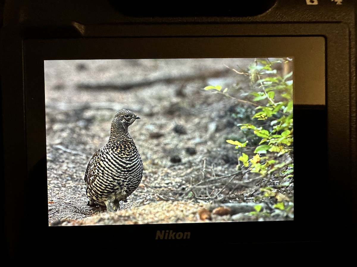 Spruce Grouse (Franklin's) - ML625065764
