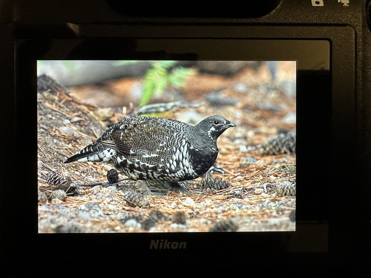 Spruce Grouse (Franklin's) - ML625065765