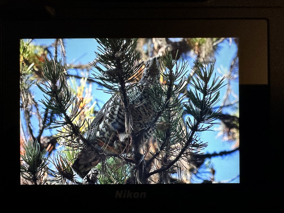 Spruce Grouse (Franklin's) - ML625065766