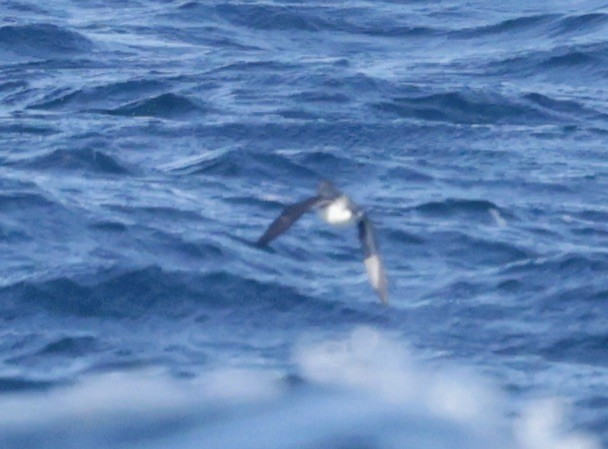 Cassin's Auklet - ML625065774