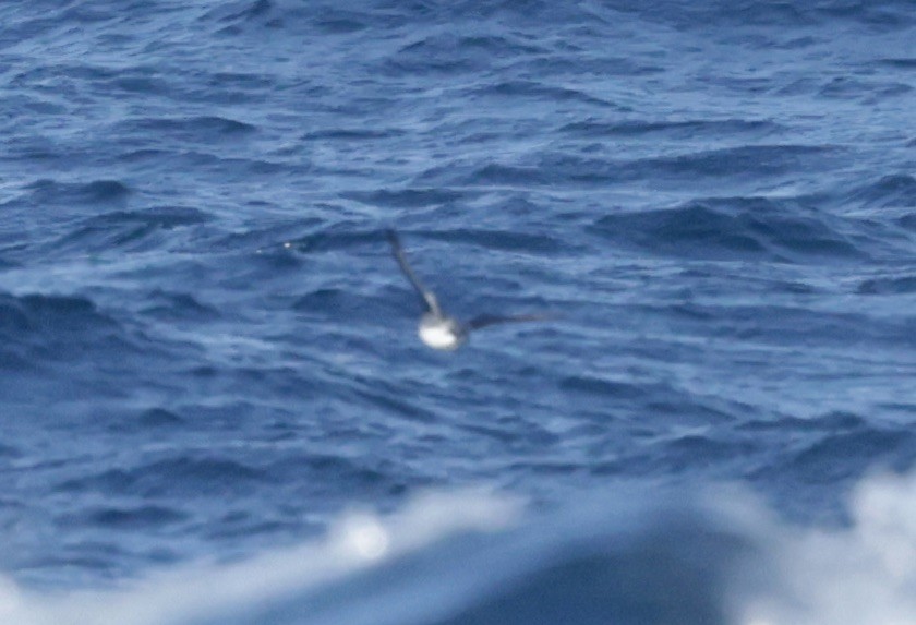 Cassin's Auklet - ML625065780