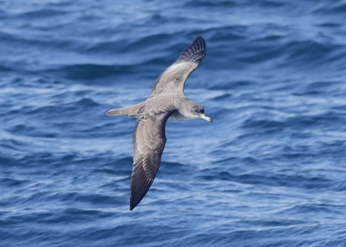 Pink-footed Shearwater - ML625065824