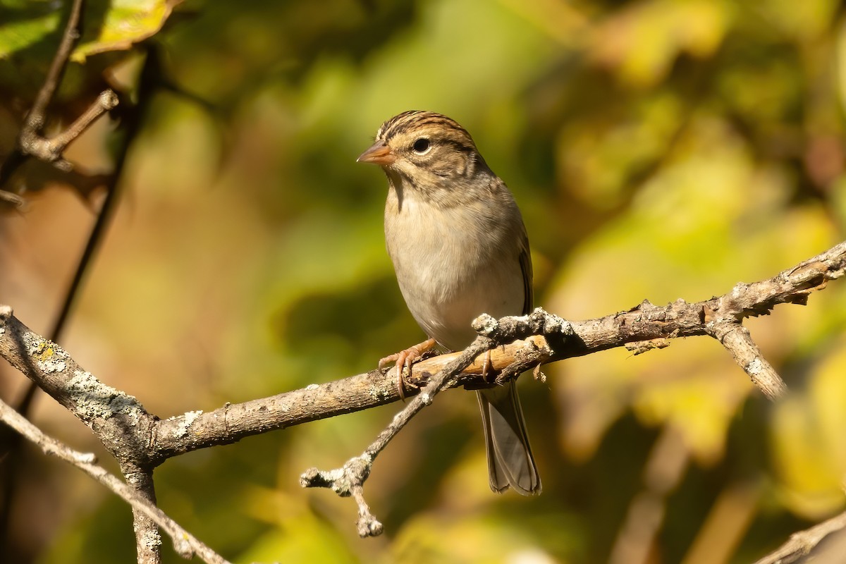 Chipping x Clay-colored Sparrow (hybrid) - ML625065860