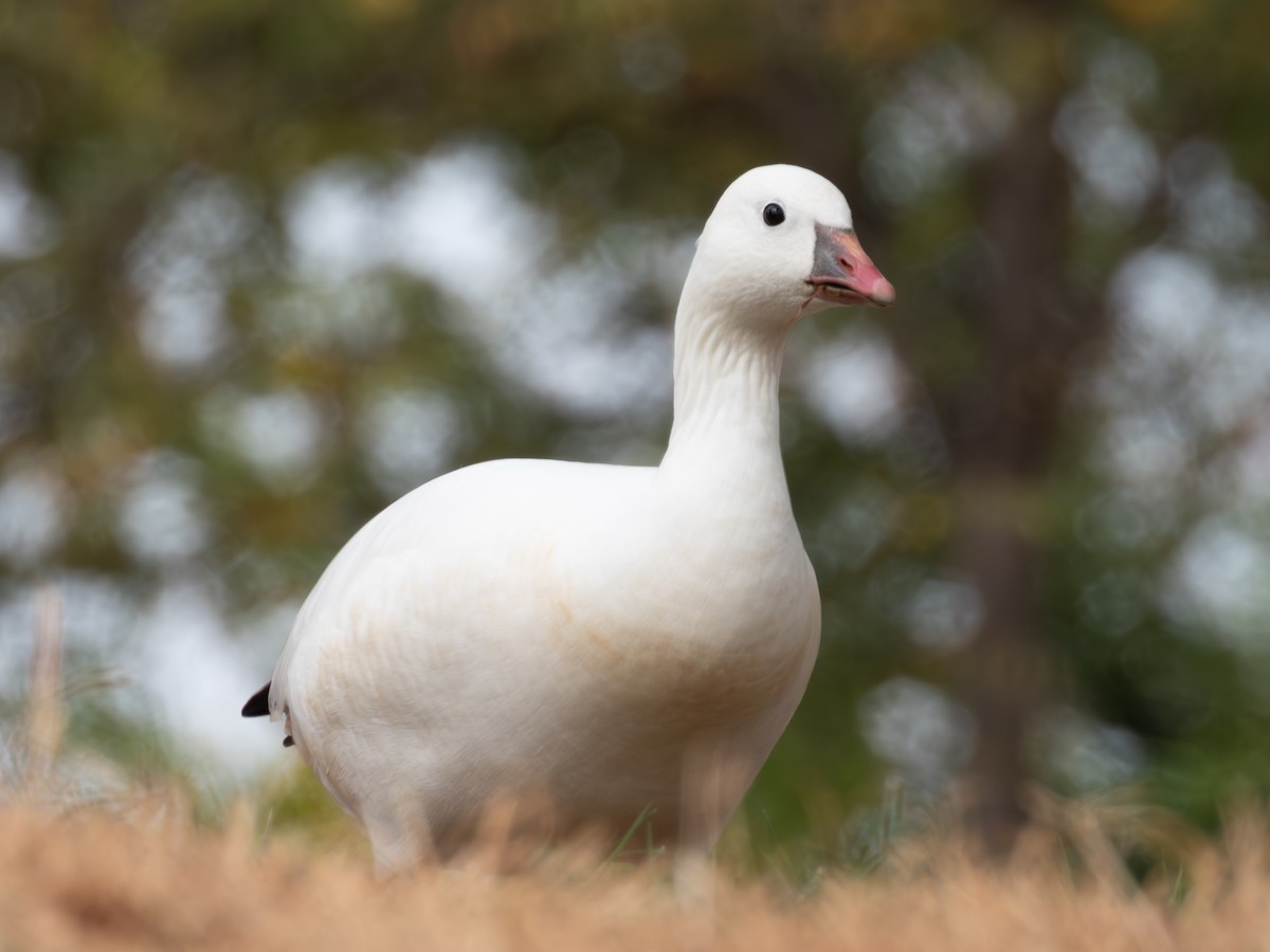 Ross's Goose - ML625065864