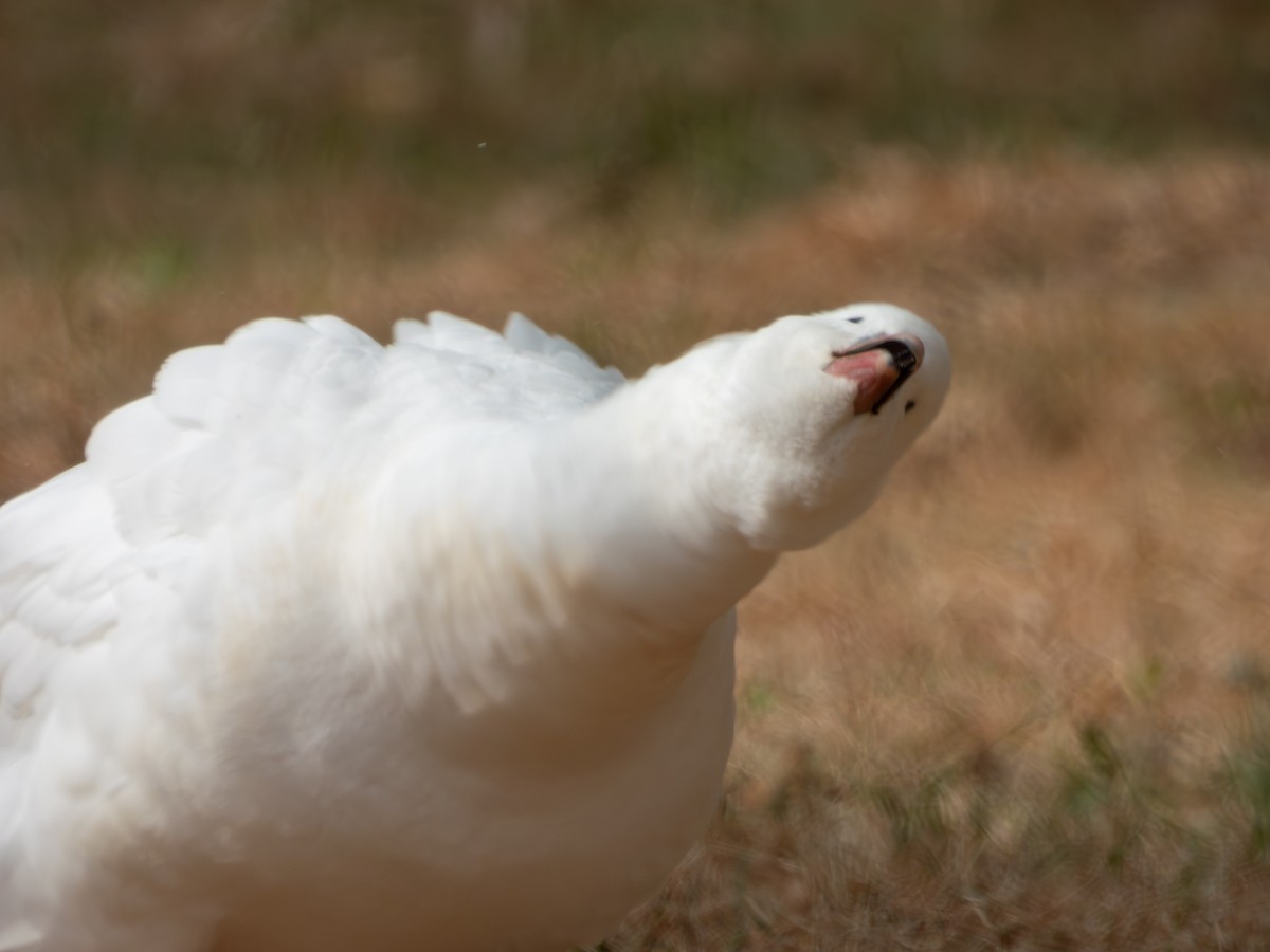 Ross's Goose - ML625065865