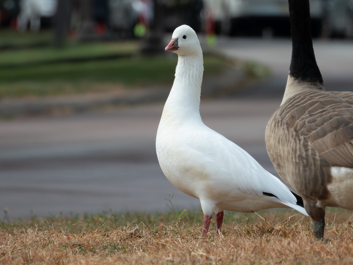 Ross's Goose - ML625065866