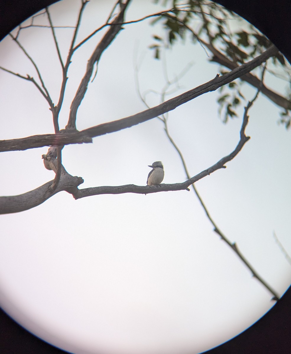 Red-backed Kingfisher - ML625066037