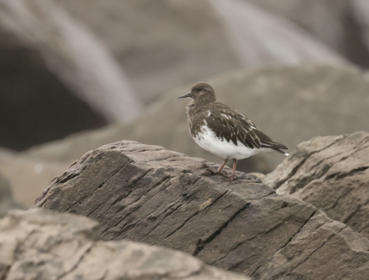 Black Turnstone - ML625066108