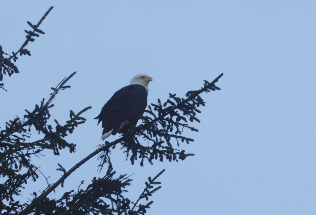 Bald Eagle - ML625066129