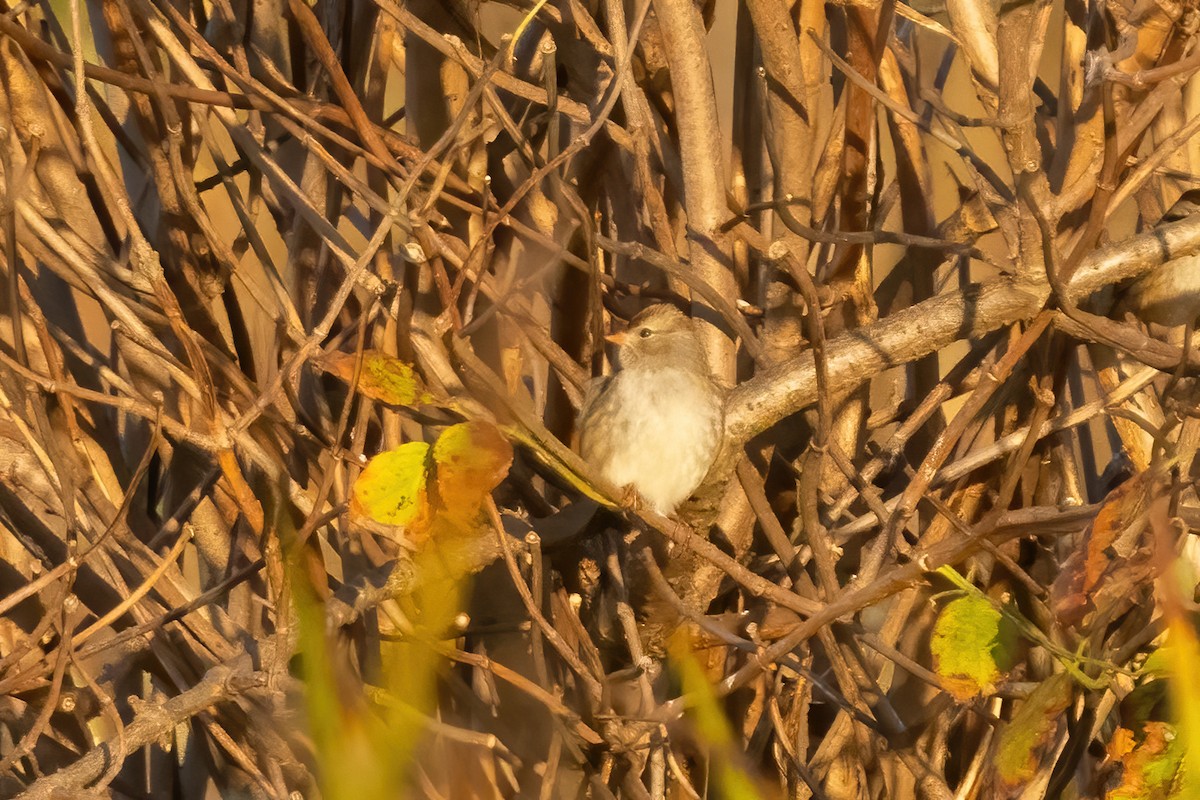 White-crowned Sparrow - ML625066131