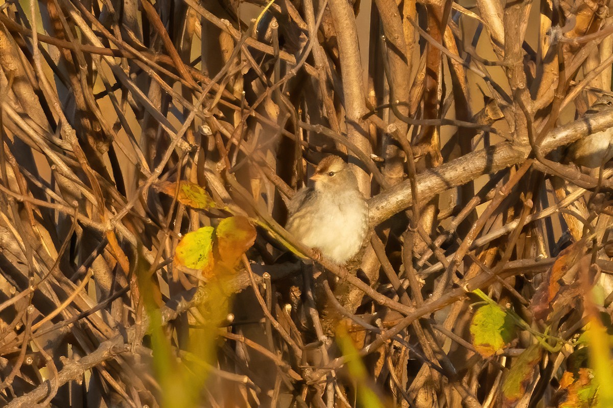 White-crowned Sparrow - ML625066135