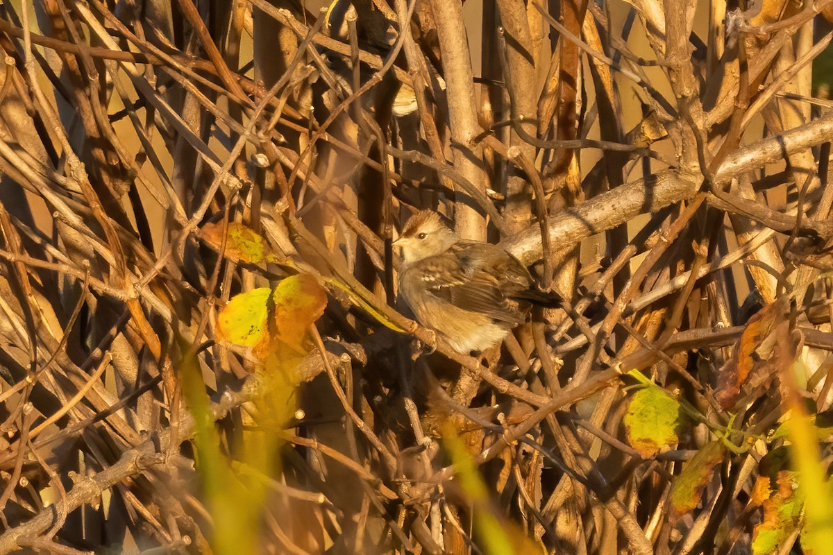 White-crowned Sparrow - ML625066137