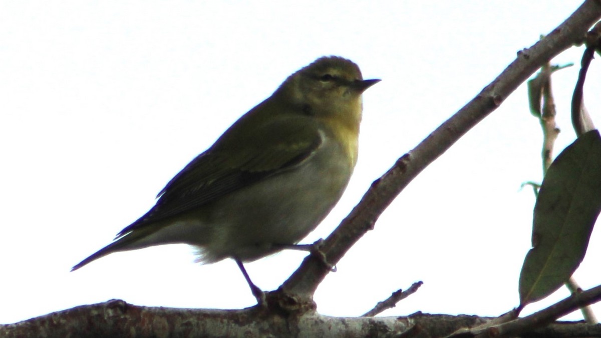 Tennessee Warbler - ML625066167