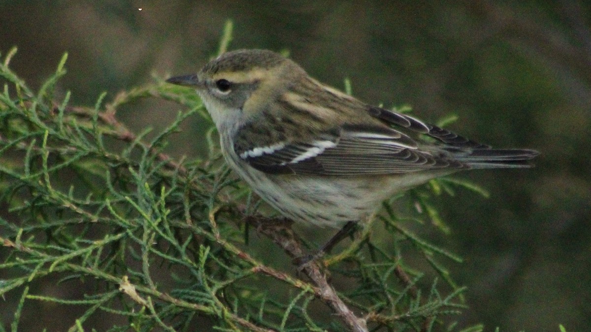 Blackburnian Warbler - ML625066218