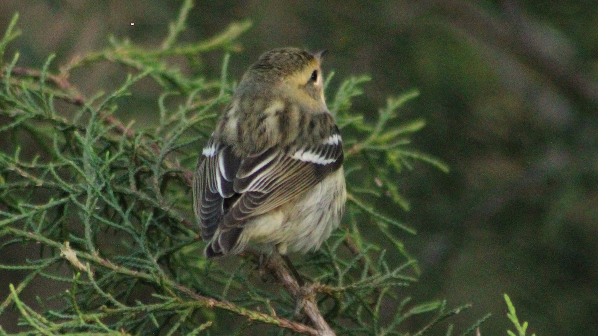 Blackburnian Warbler - ML625066219