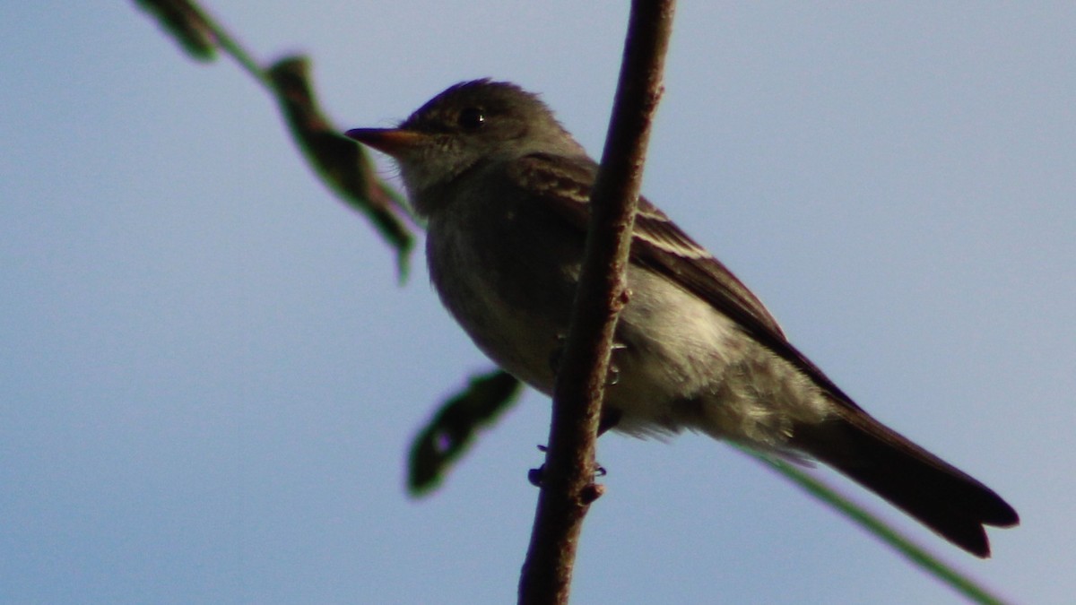 Eastern Wood-Pewee - ML625066233