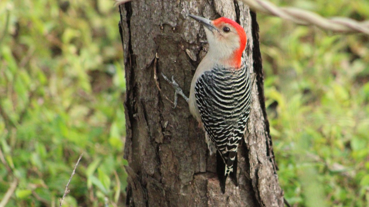 Red-bellied Woodpecker - ML625066238