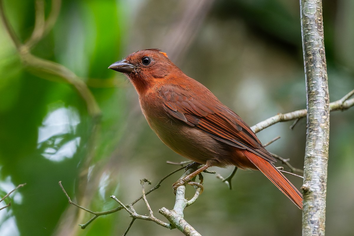 Red-crowned Ant-Tanager - ML625066246