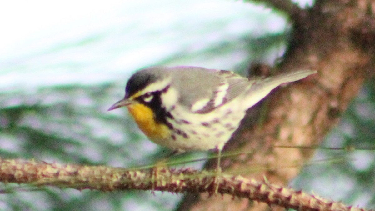 Yellow-throated Warbler - ML625066256