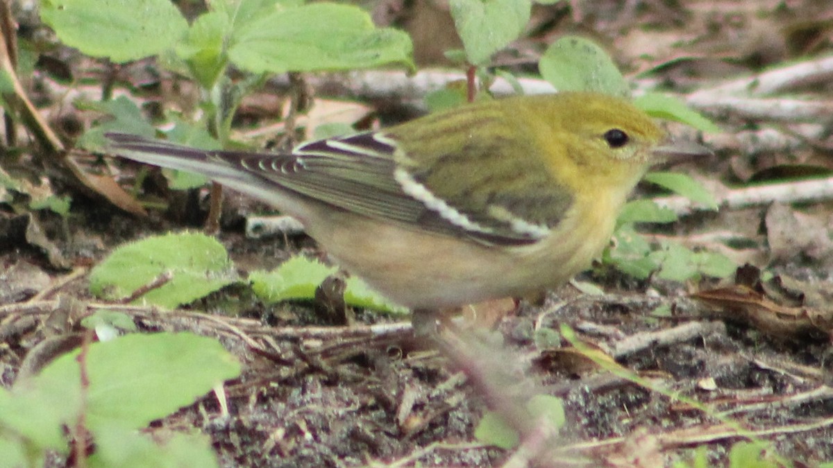 Bay-breasted Warbler - ML625066259