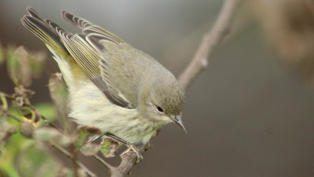 Cape May Warbler - ML625066268