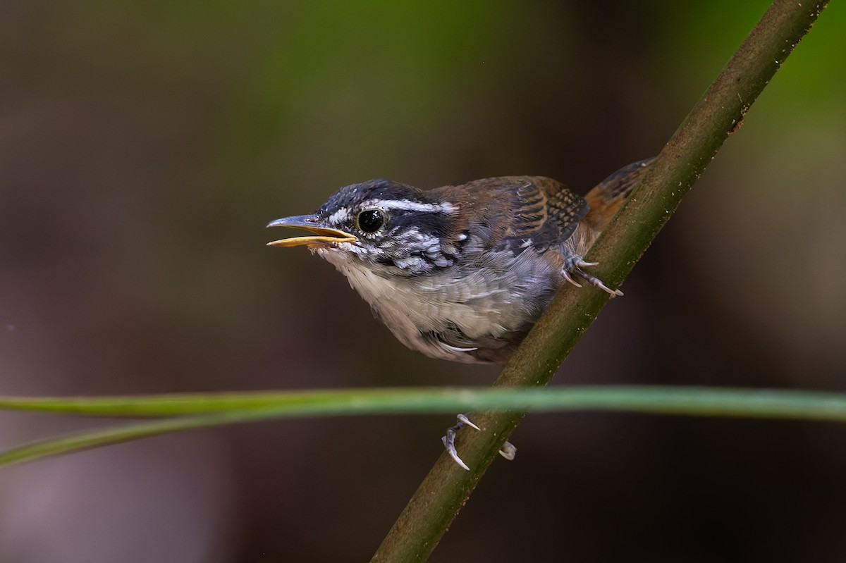 White-breasted Wood-Wren - ML625066271