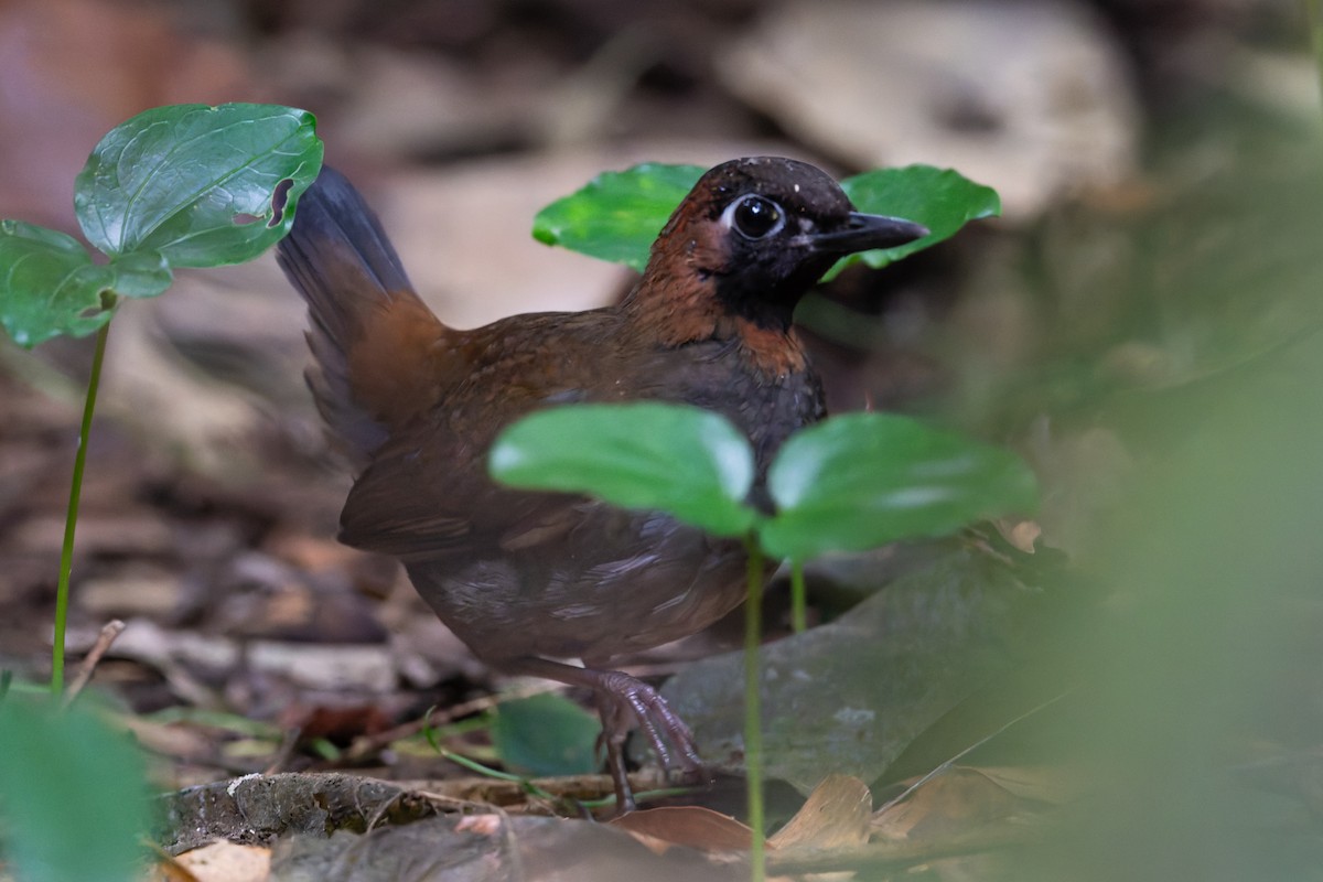 Mayan Antthrush - ML625066314
