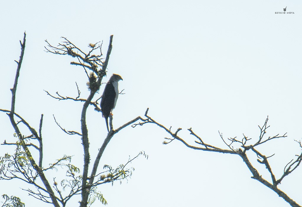 Gray-bellied Hawk - ML625066317