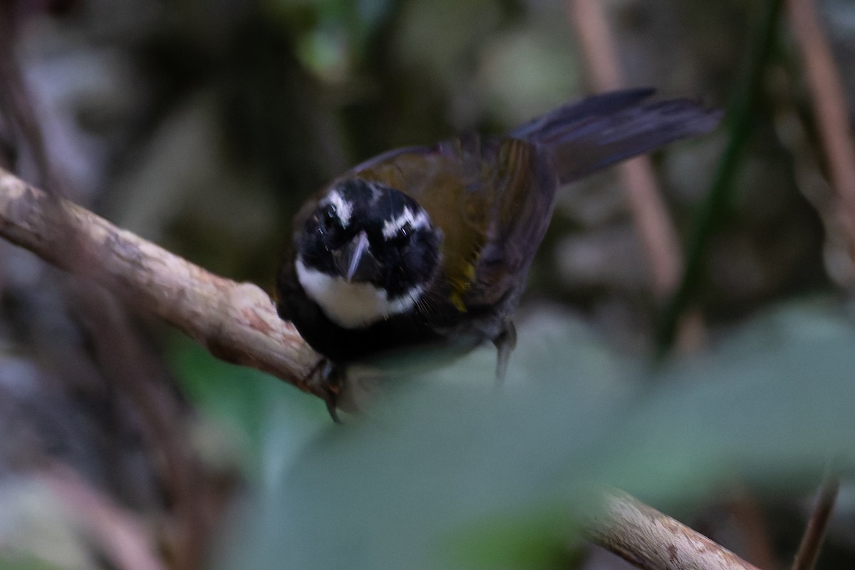 Orange-billed Sparrow - ML625066332