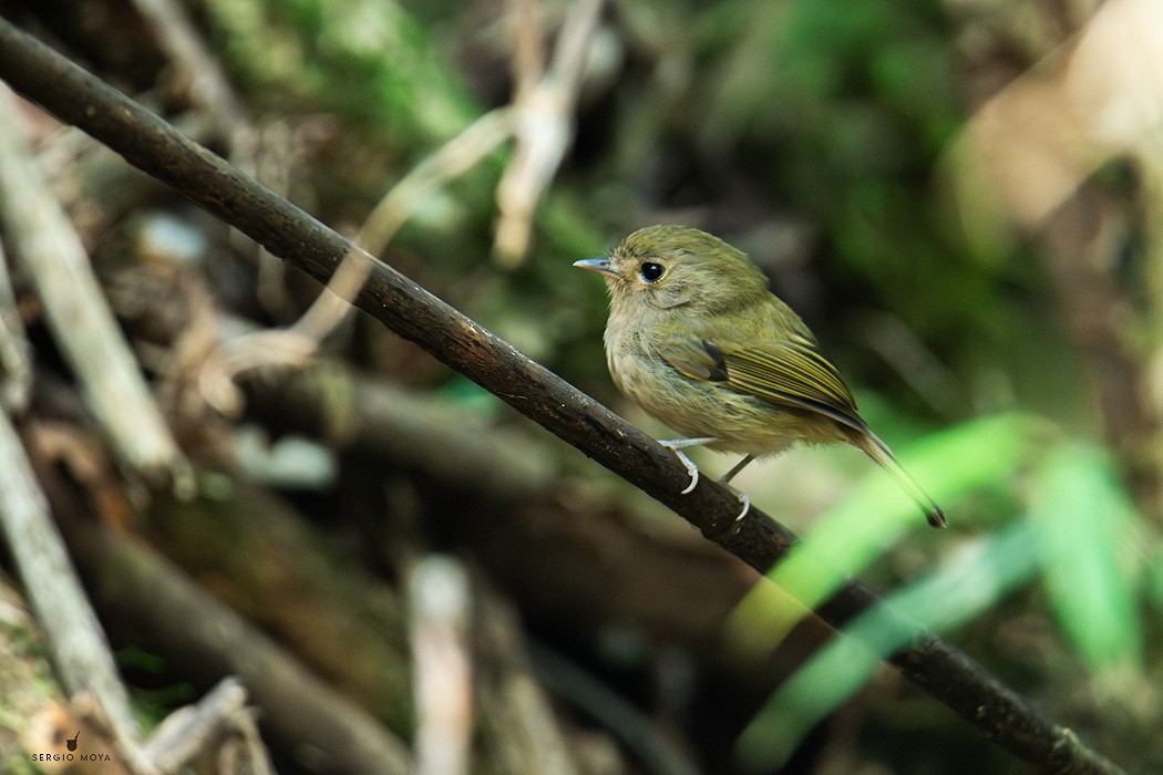 Brown-breasted Pygmy-Tyrant - ML625066340