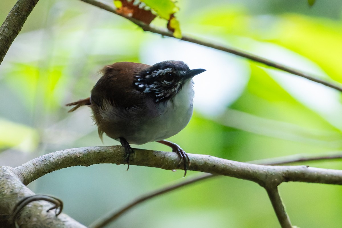 White-breasted Wood-Wren - ML625066363