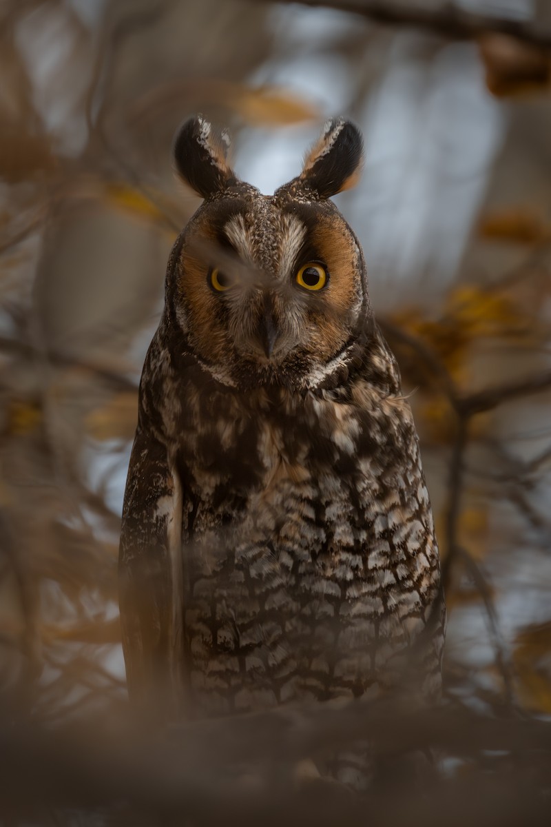 Long-eared Owl - ML625066378