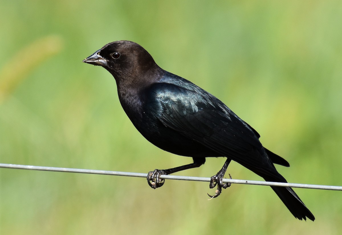 Brown-headed Cowbird - ML625066533