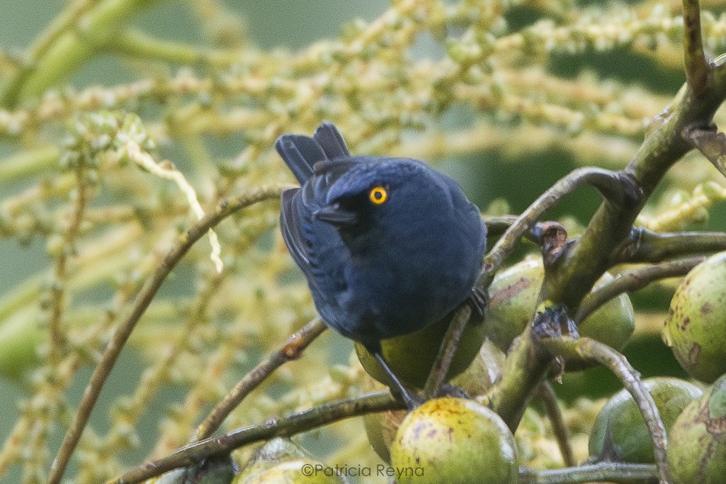 Deep-blue Flowerpiercer - ML625066701