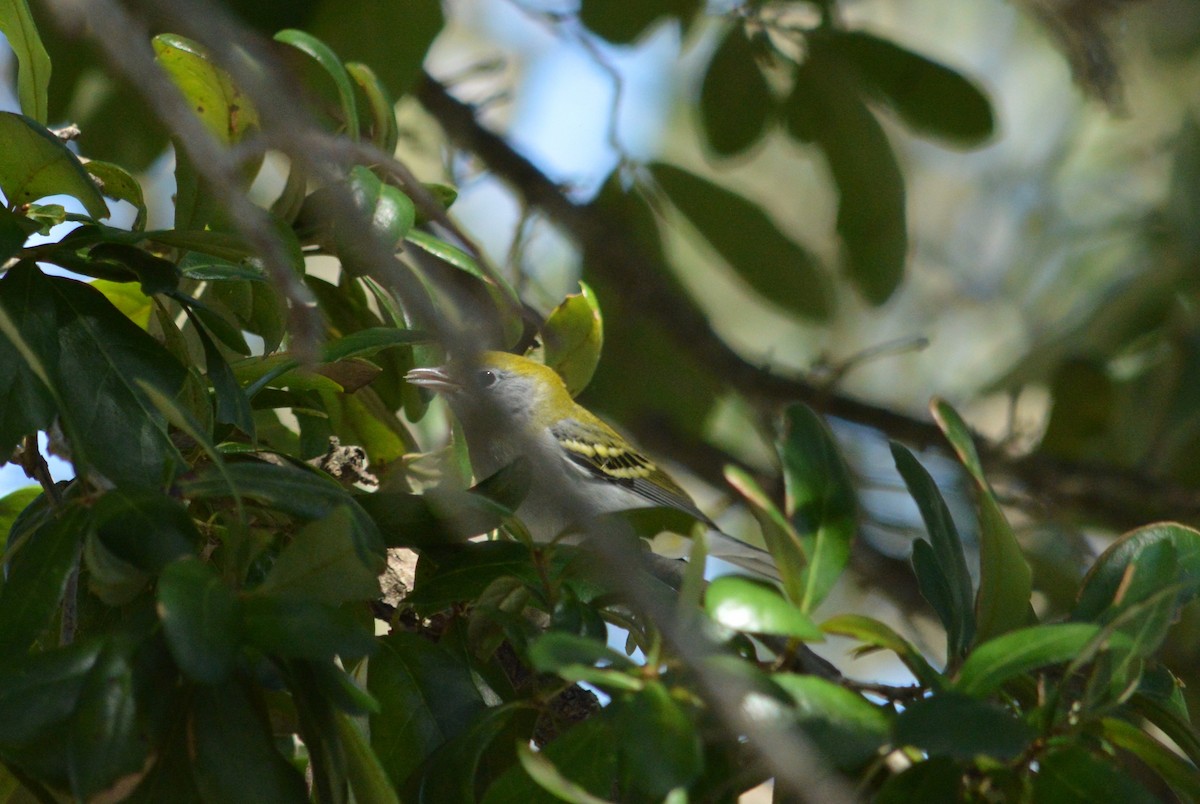 Chestnut-sided Warbler - ML625066716