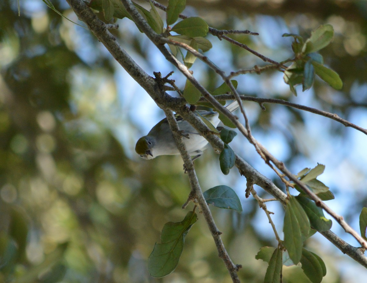 Chestnut-sided Warbler - ML625066717