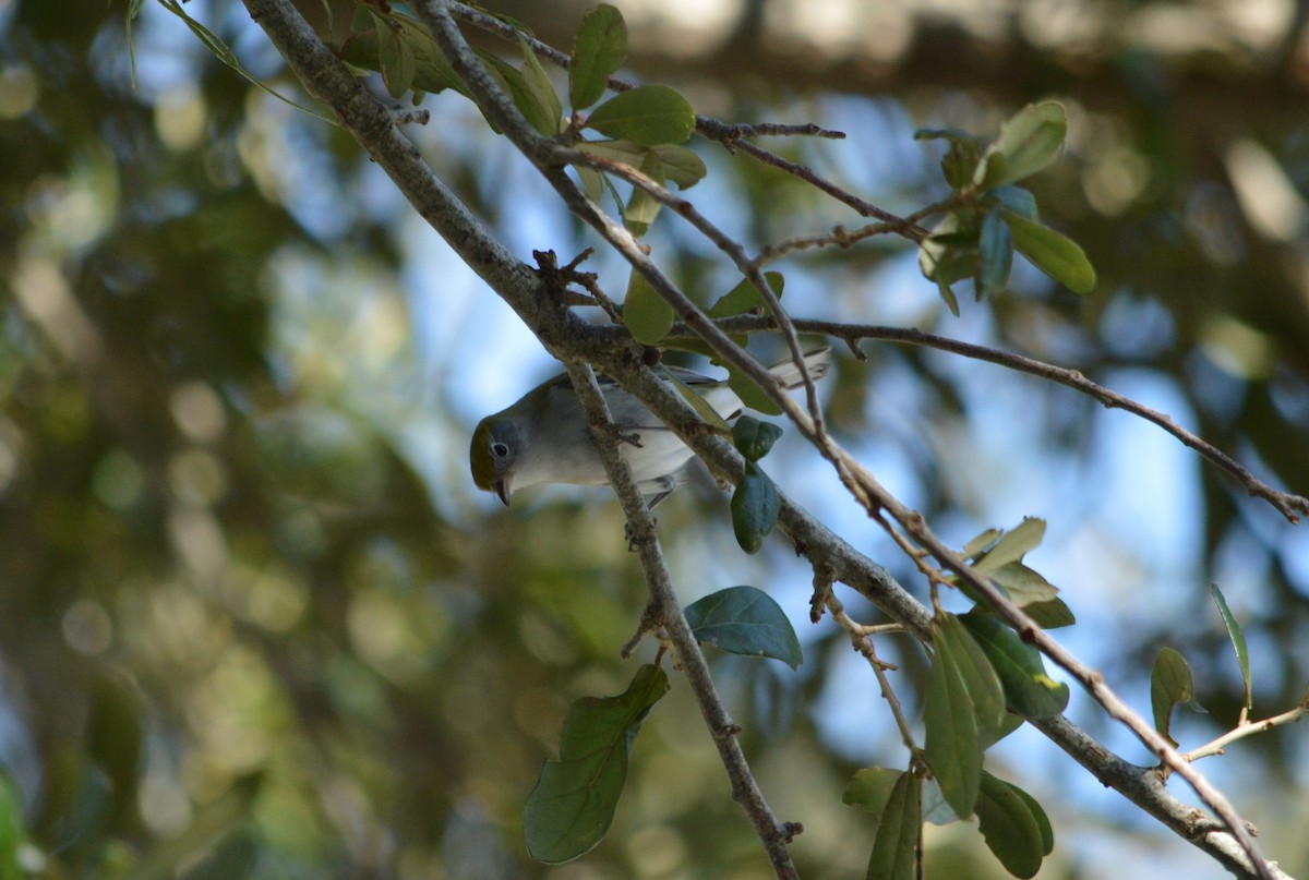 Chestnut-sided Warbler - ML625066718