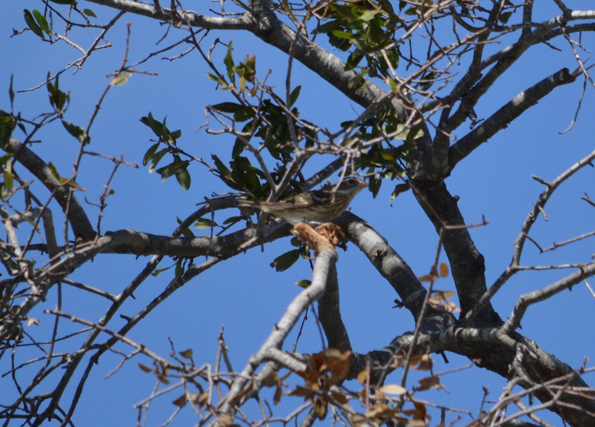 Rose-breasted Grosbeak - ML625066743