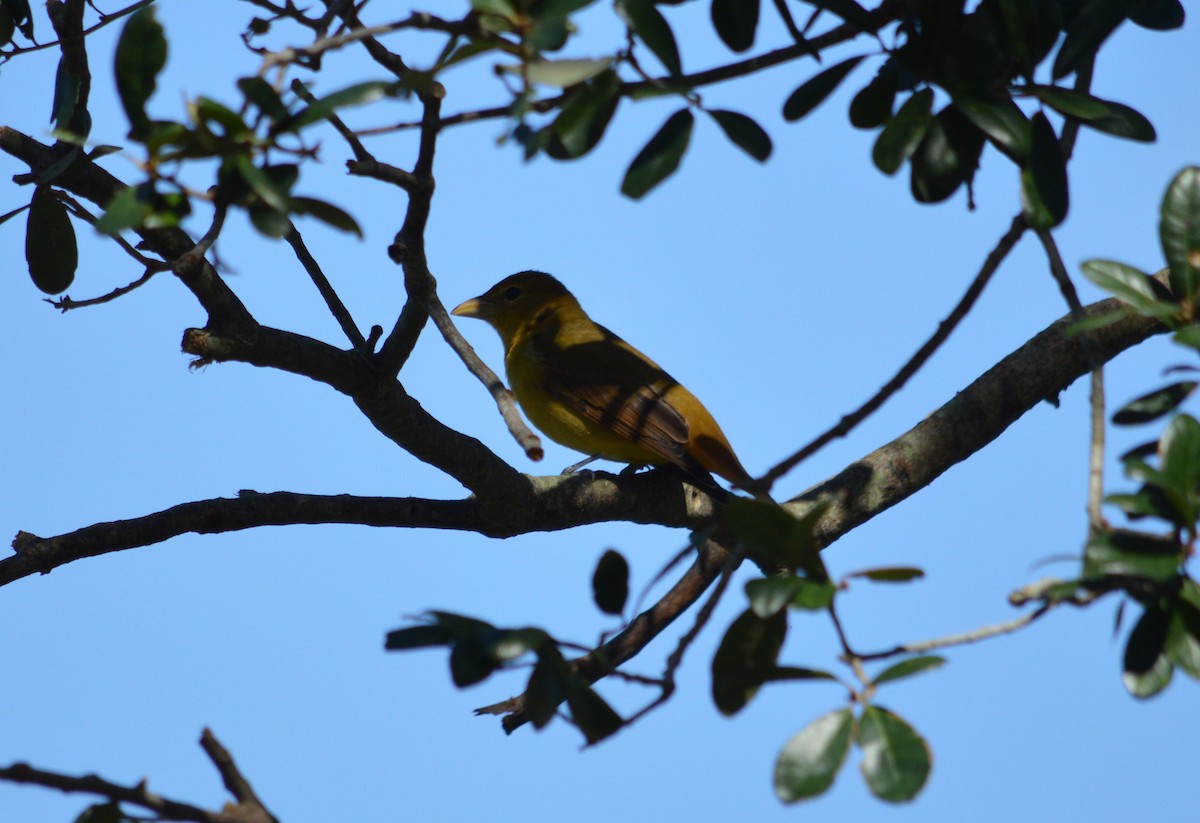 Summer Tanager - ML625066753