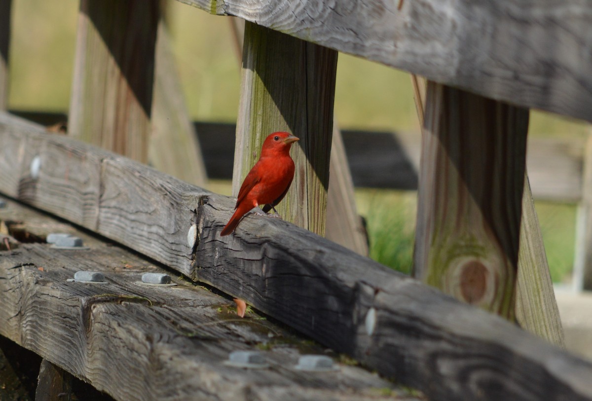 Summer Tanager - ML625066754
