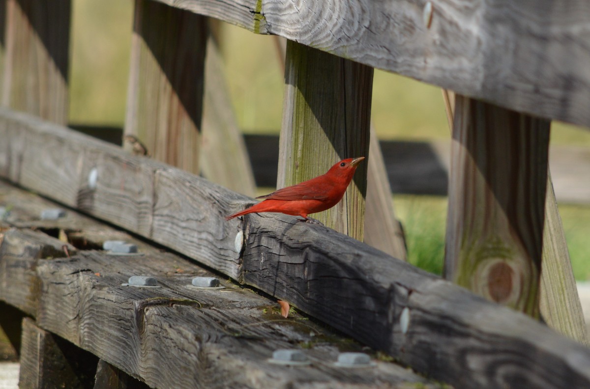 Summer Tanager - ML625066755