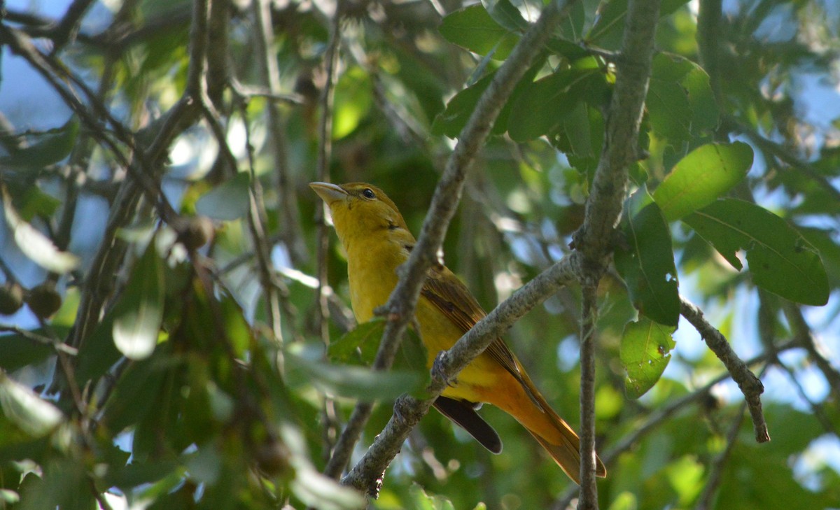 Summer Tanager - ML625066756