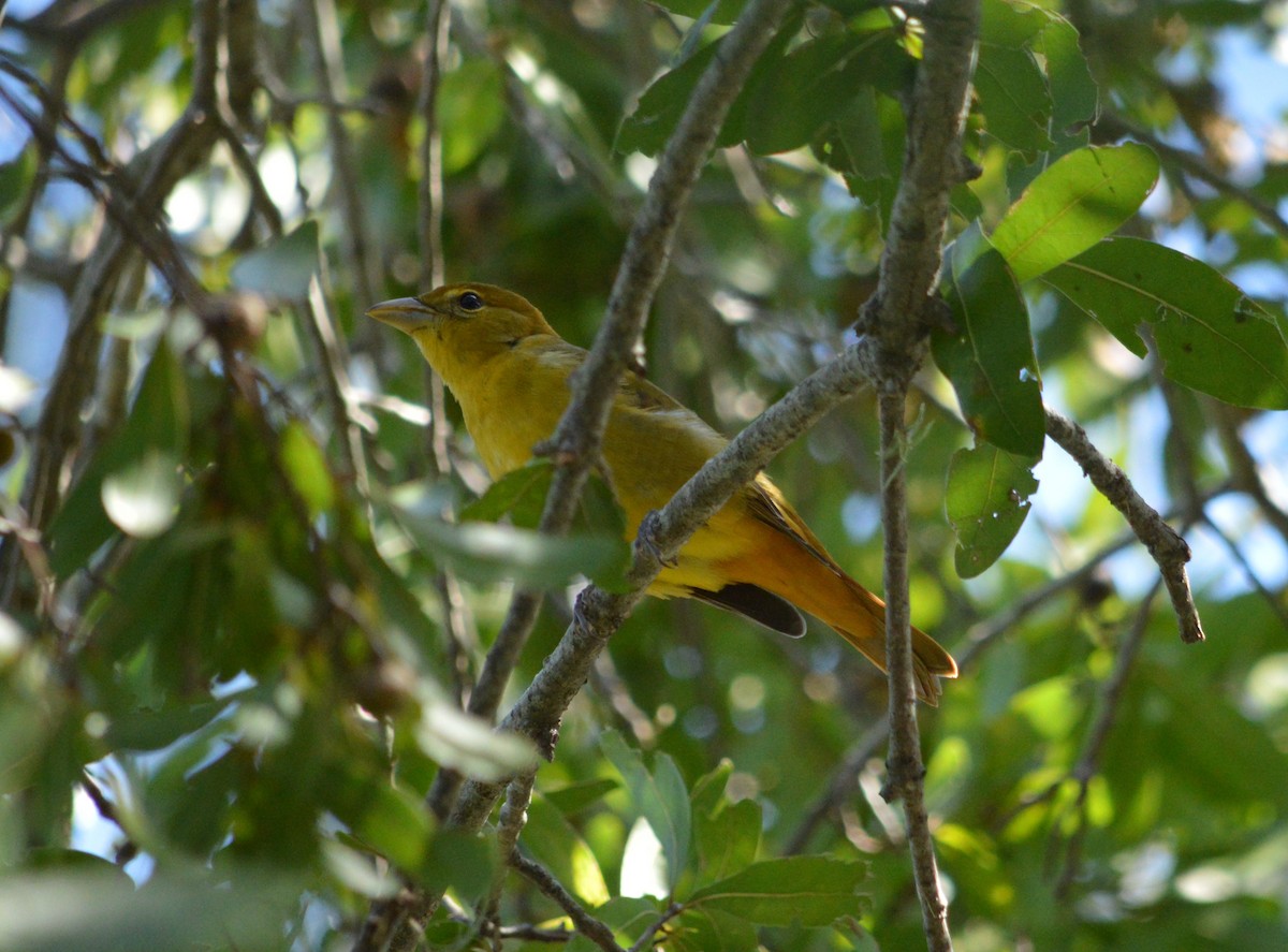 Summer Tanager - ML625066757
